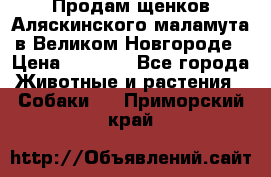 Продам щенков Аляскинского маламута в Великом Новгороде › Цена ­ 5 000 - Все города Животные и растения » Собаки   . Приморский край